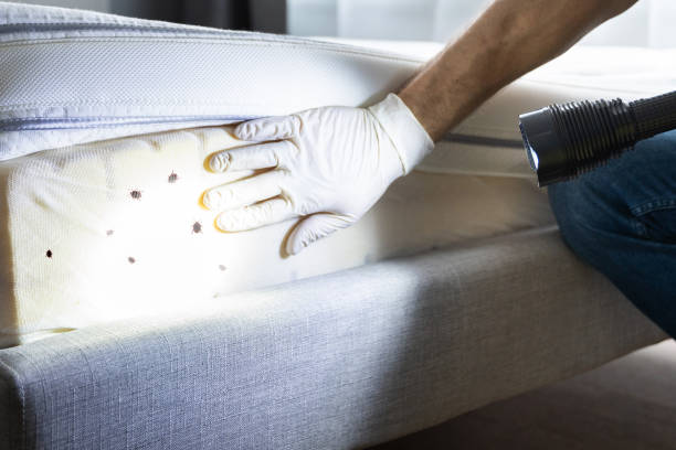 Best Affordable Pest Control Services  in Lochearn, MD