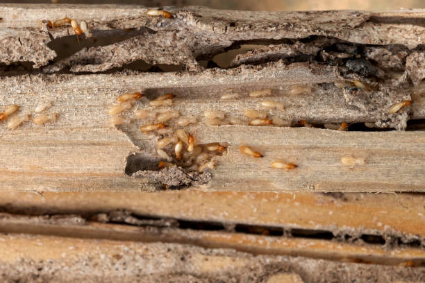 Best Commercial Pest Control Services  in Lochearn, MD