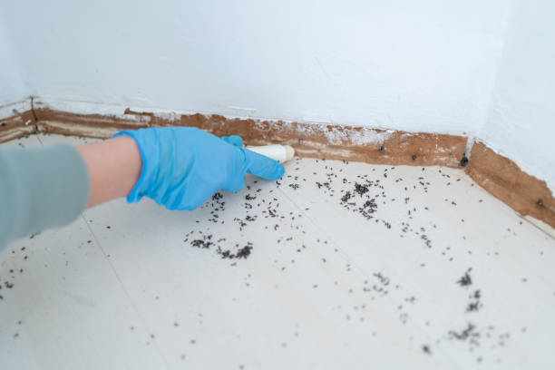 Best Emergency Pest Control  in Lochearn, MD